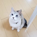まろ5歳♀美人サバしろちゃん♪