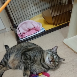 カシャカシャぶんぶん（サカナ）