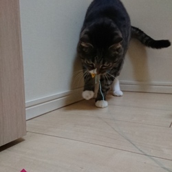 「カシャカシャぶんぶん（サカナ）」サムネイル2