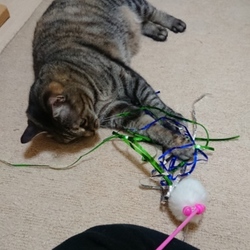 「カシャカシャぶんぶん（サカナ）」サムネイル3