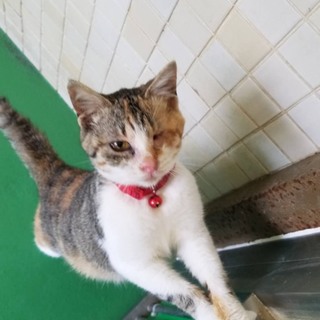 里親様決定しました！