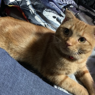 急募  スコティッシュフォールド オス