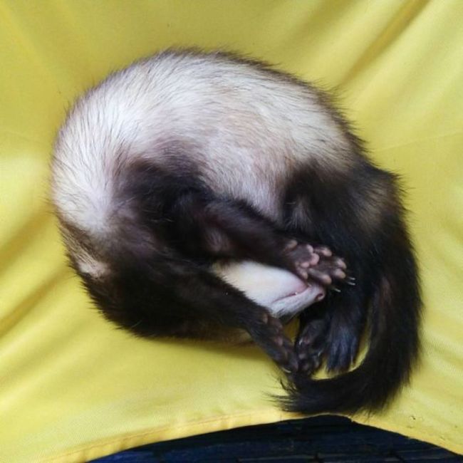 cclilannieのカバー写真