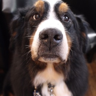 かまってちゃんバーニーズ　ボブくん