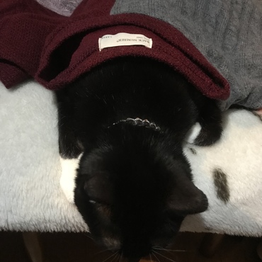 の写真