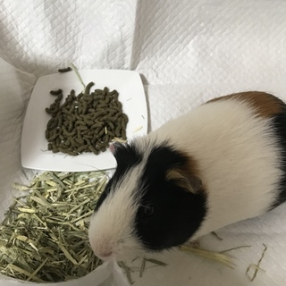 オスのモルモットです。里親を探しています！