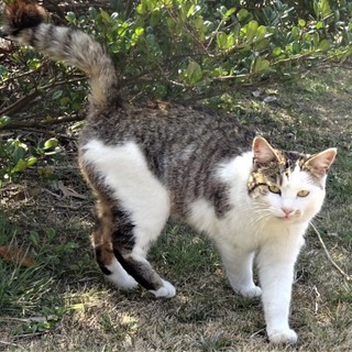 緊急募集！　白血病キャリア、弥生ちゃん