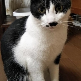 白黒の男の子