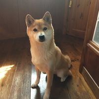 くれあ