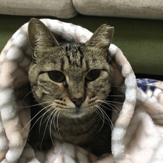 少し人見知りですが優しい猫さんです。