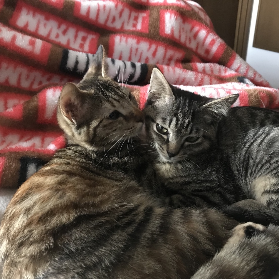 らぶのカバー写真