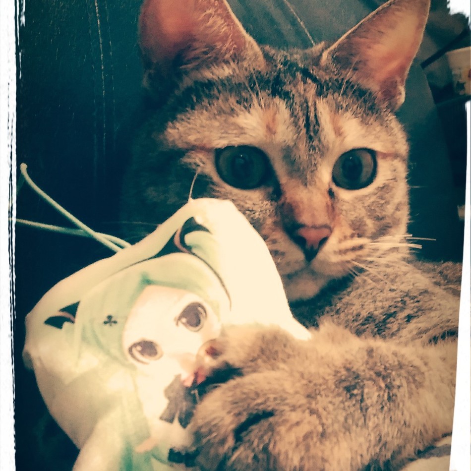 チコのカバー写真