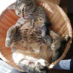 「新しく家族になった猫ちゃん2匹」サムネイル2