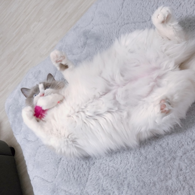 猫好きアラサーナースのカバー写真