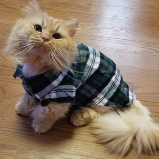 マンチカン短足の男の子