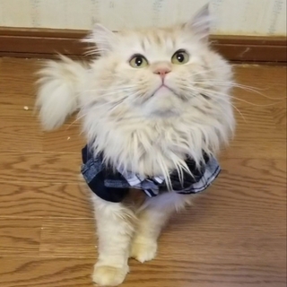 マンチカン長足の男の子