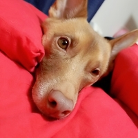 山登（ヤマト）