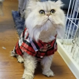 【再募集】チンチラシルバーの男の子