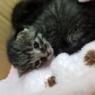 生後二週間すぐすぐ預かれる家庭優先