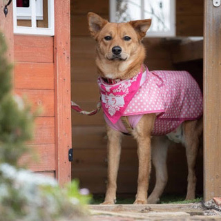 利発で美犬な才色兼備『テラ』1才