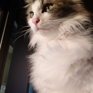 ふっわふわ優しい男の子です【3/30譲渡会参加⠀】