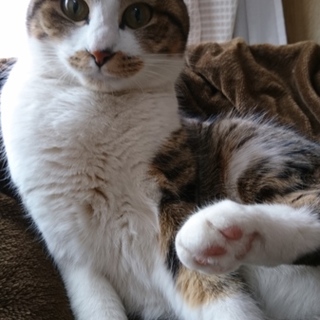 甘えん坊で優しいこ【3/30譲渡会参加】