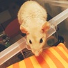 touchan