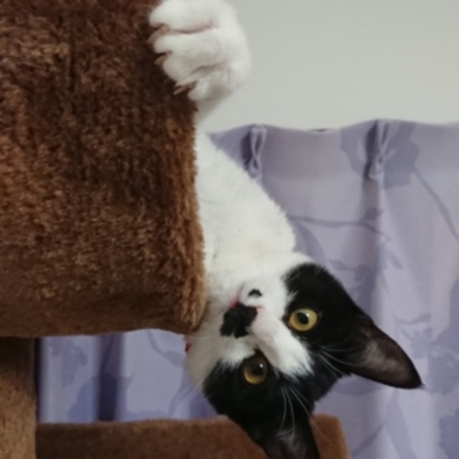 ycatのカバー写真