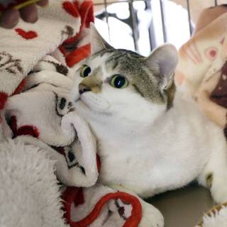 甘えん坊の可愛いさゆきちゃん