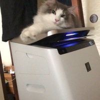 ライル