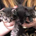 違反：３月3日生まれ残り2匹黒子猫ちゃんオス