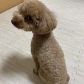 モカ女の子。5歳です。里親募集します。
