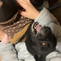 クロ