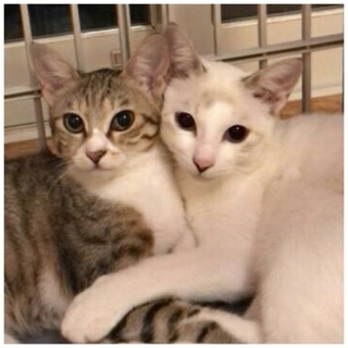 9ケ月の美人姉妹