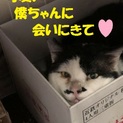 究極の猫好きにはたまらない♪仮名おっちゃん♪
