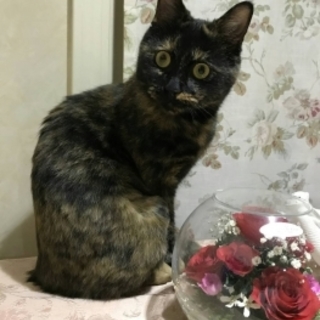 とても人懐っこいサビちゃん、可愛らしい女の子です