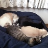 かぴぴ