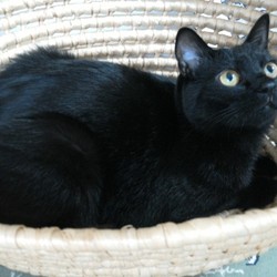 「神社で見た猫」サムネイル2