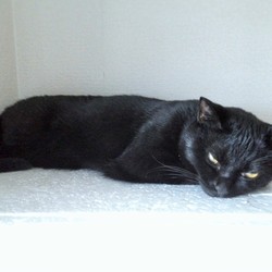 「神社で見た猫」サムネイル3