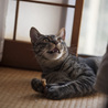 綺麗なキジトラ男の子　大きくなりそうです サムネイル5