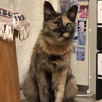 しゃび