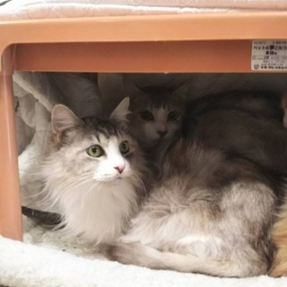 緊急里親募集中！！