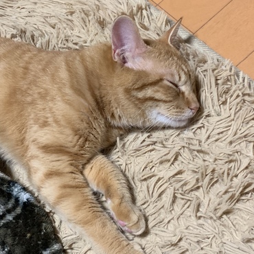 とろの写真