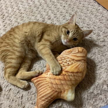 とろの写真