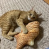 の写真
