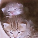子猫