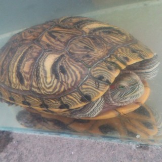 ミシシッピアカミミガメの里親募集します