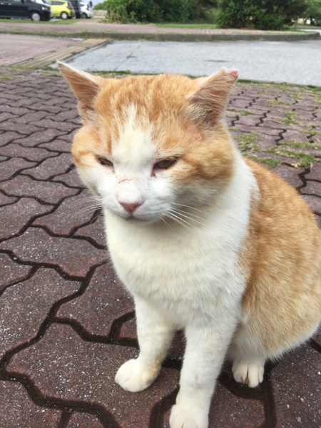 温厚なデカ猫 8キロオス 沖縄県 猫の里親募集 ペットのおうち 月間利用者150万人