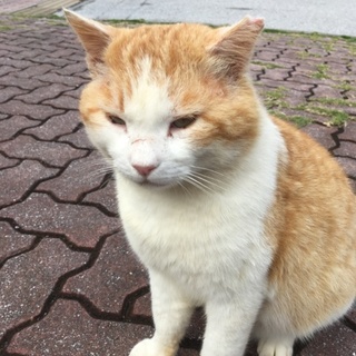 温厚なデカ猫 8キロオス