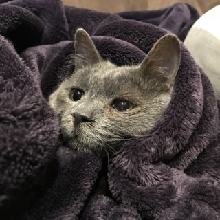 猫 2歳 ロシアンブルー? 里親募集中